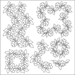 Evening Primrose - Set 